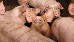 Gilt Watch® Early Findings